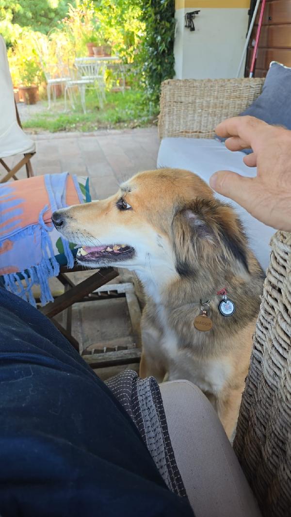 🌸🐾Maggie cerca la sua casa per sempre 🏠💕 Foto 6
